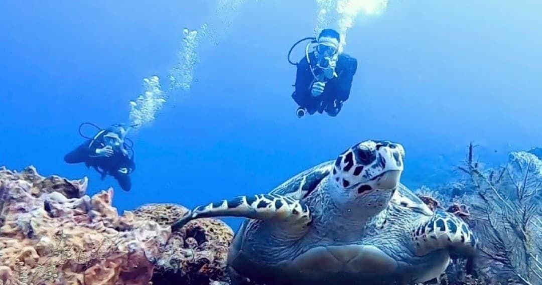 Diving Refresher with Mexidivers Tulum on Mesoamerican Reef