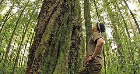 Land Adventures with Foris Eco-Tours in Whirinaki Forest