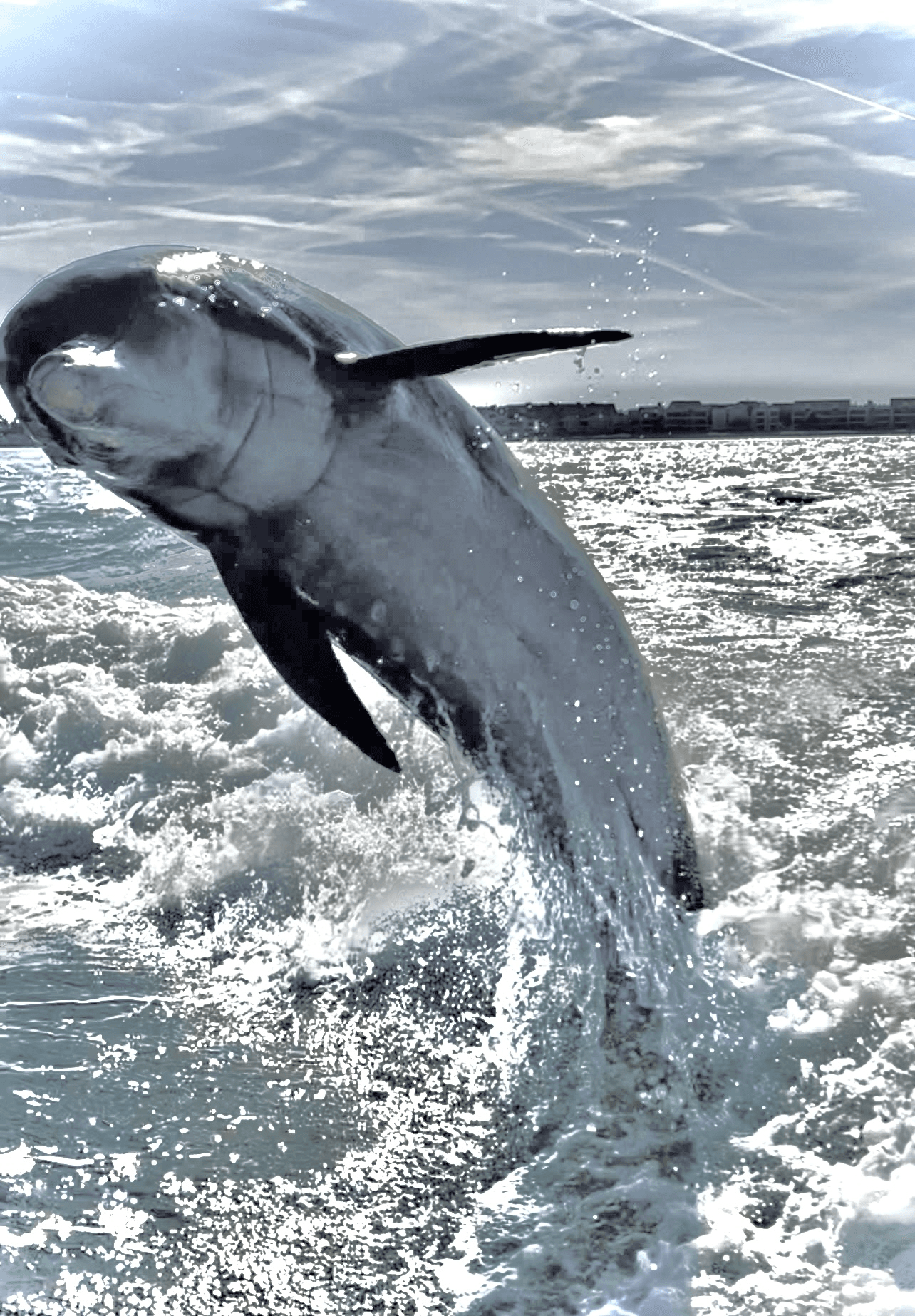 Sunrise Dolphin & Island Cruise with Salt & Mist Sea Tours in St Petersburg