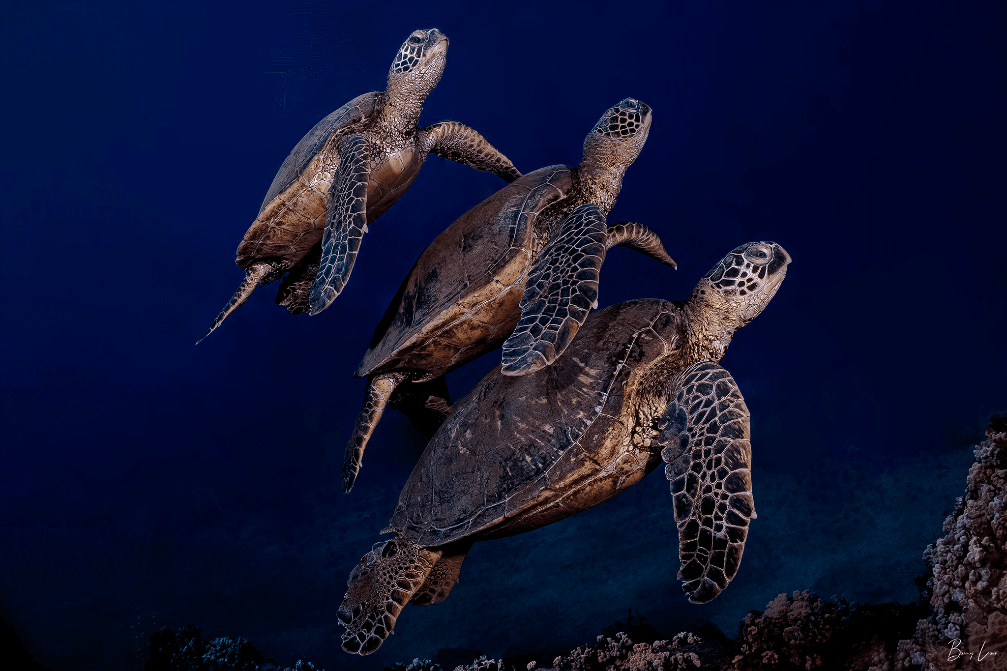 Scuba Barry’s Private Two Tank Dive in Lahaina, Hawaii