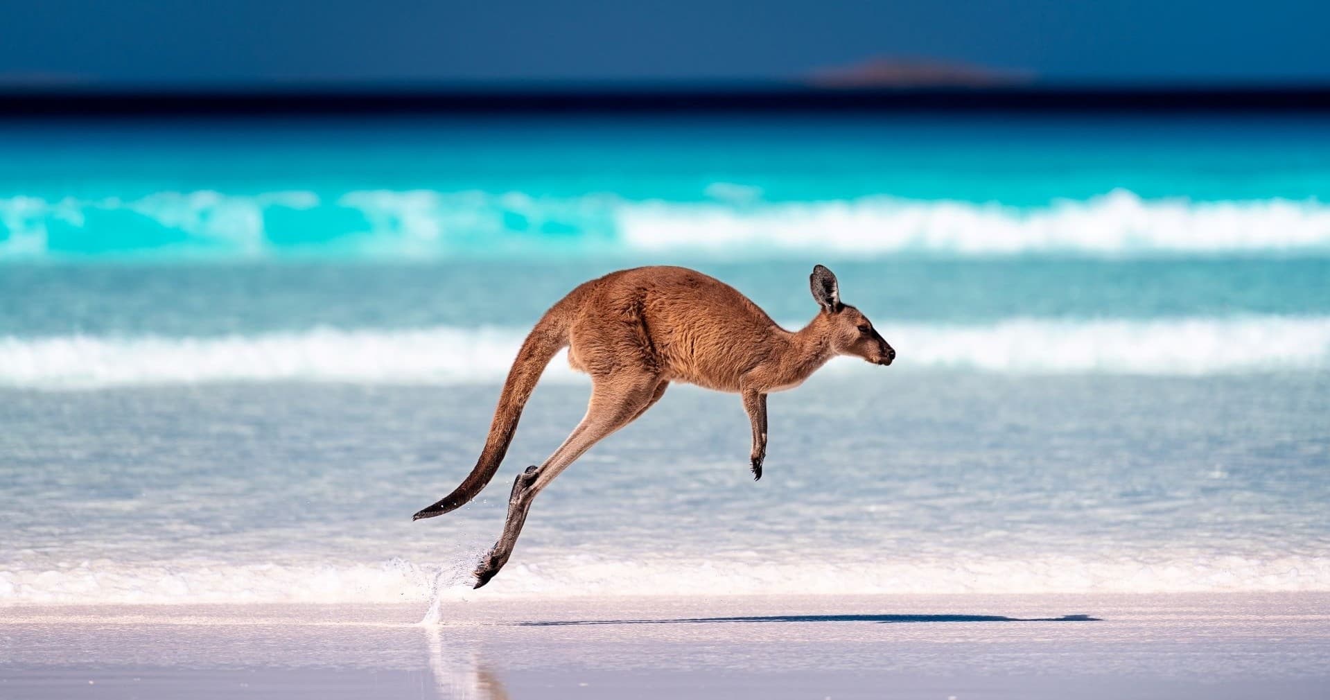 Kangaroo bounding along sandy beach, Australian coastal wildlife