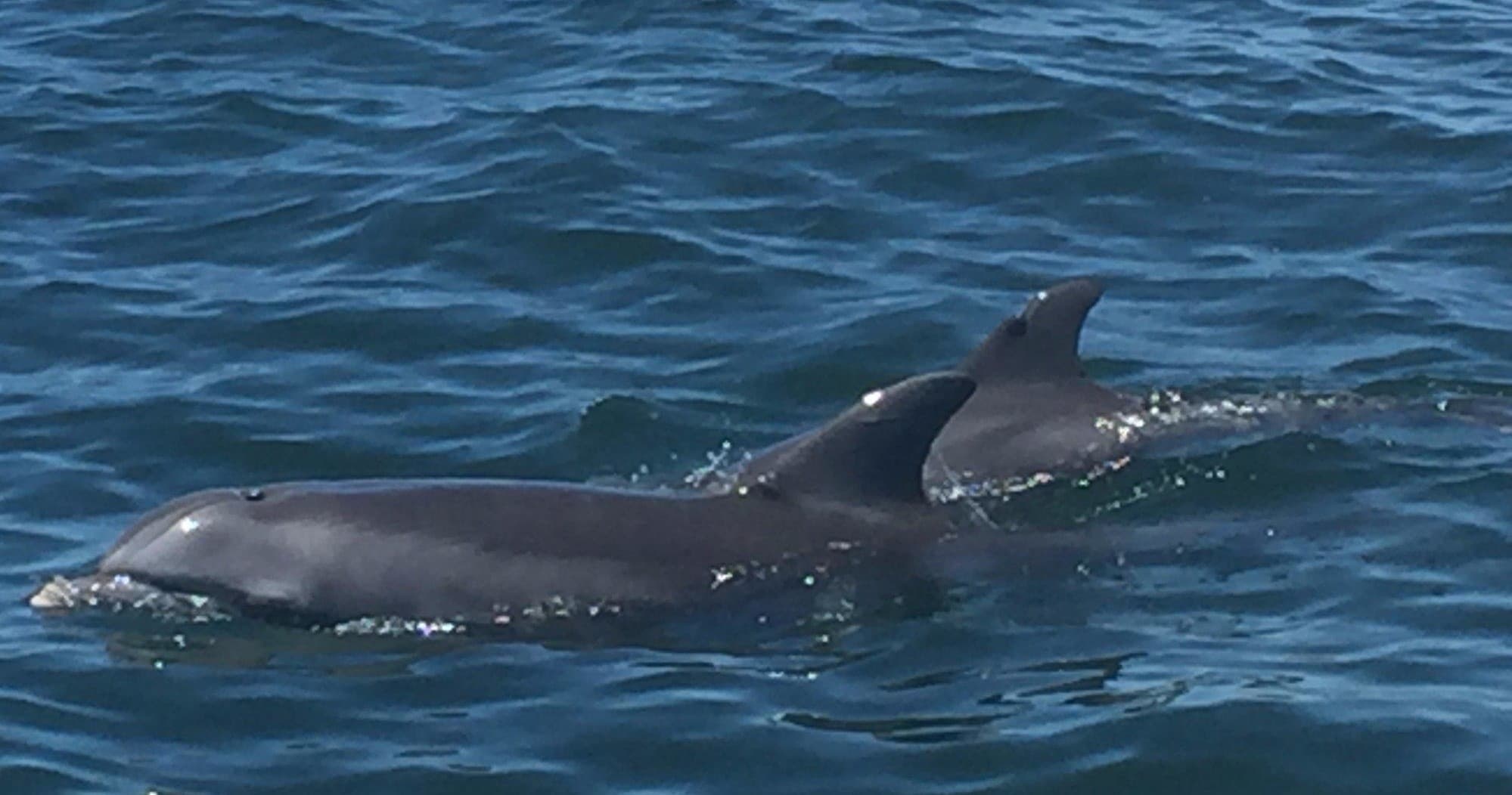 Pod of dolphins swimming at ocean surface on dolphin watch tour