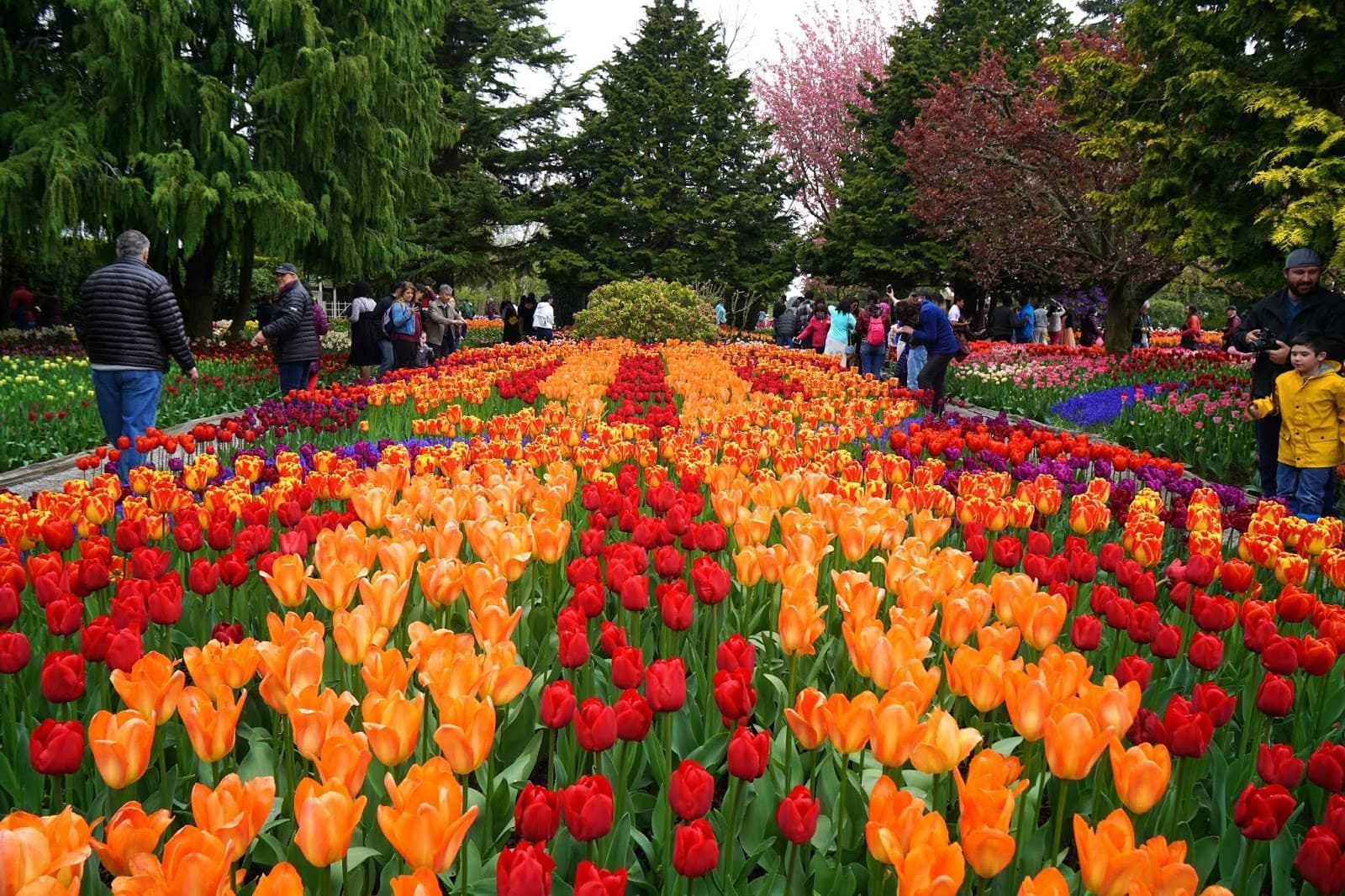 Vibrant Skagit Valley tulip fields with visitors walking rows