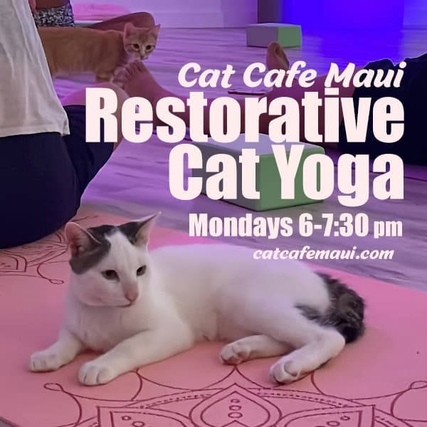 Relaxing restorative cat yoga session on mats at Cat Cafe Maui