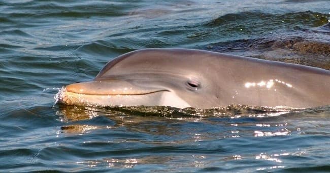 Close-up bottlenose dolphin surfacing in clear coastal waters