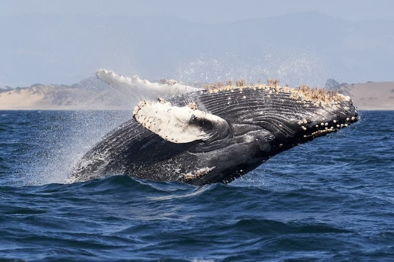 Winter Whale Watch in Kailua-Kona, Hawaii