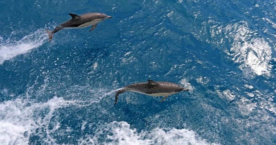 Wilsons Prom Whale Cruise: Whale Watching & Marine Wildlife from Port Welshpool photo 3