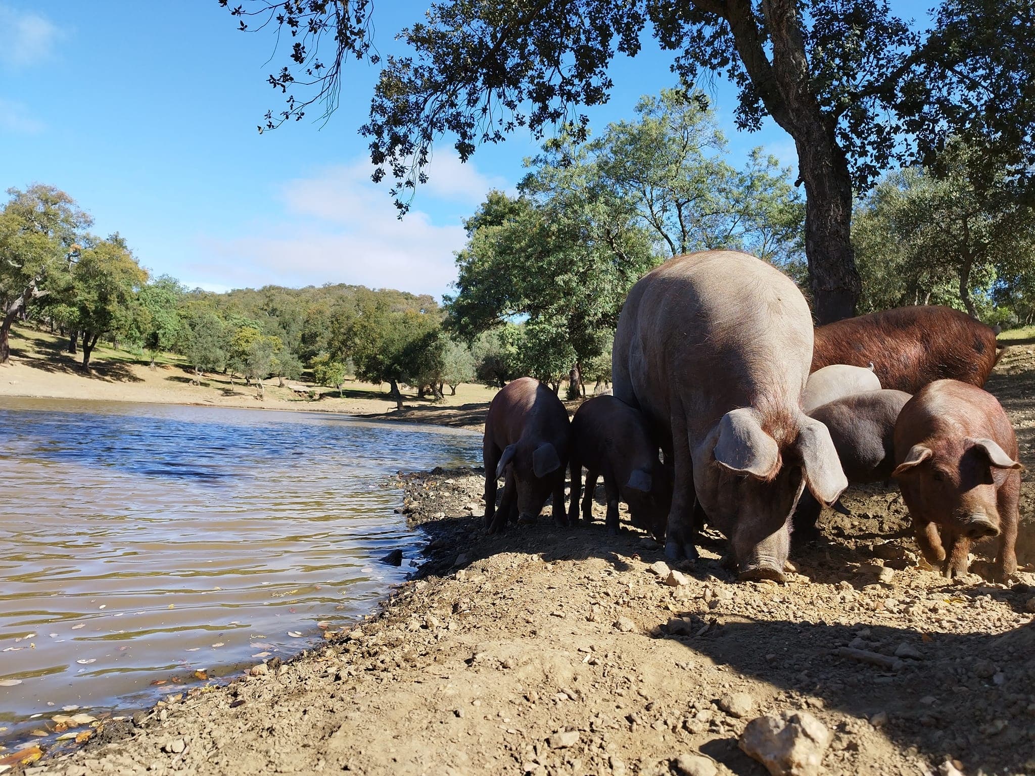 Iberian Pig Farm Tour & Tasting in Aracena by Farm Experiences