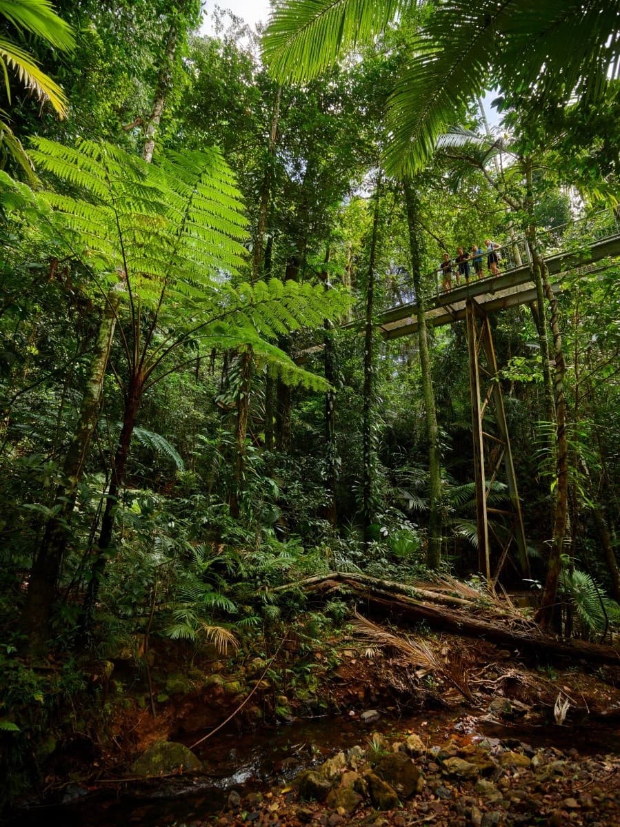 Explore the Daintree Rainforest Discovery Centre: River Cruises, Canopy Walks & Crocodile Spotting photo 4