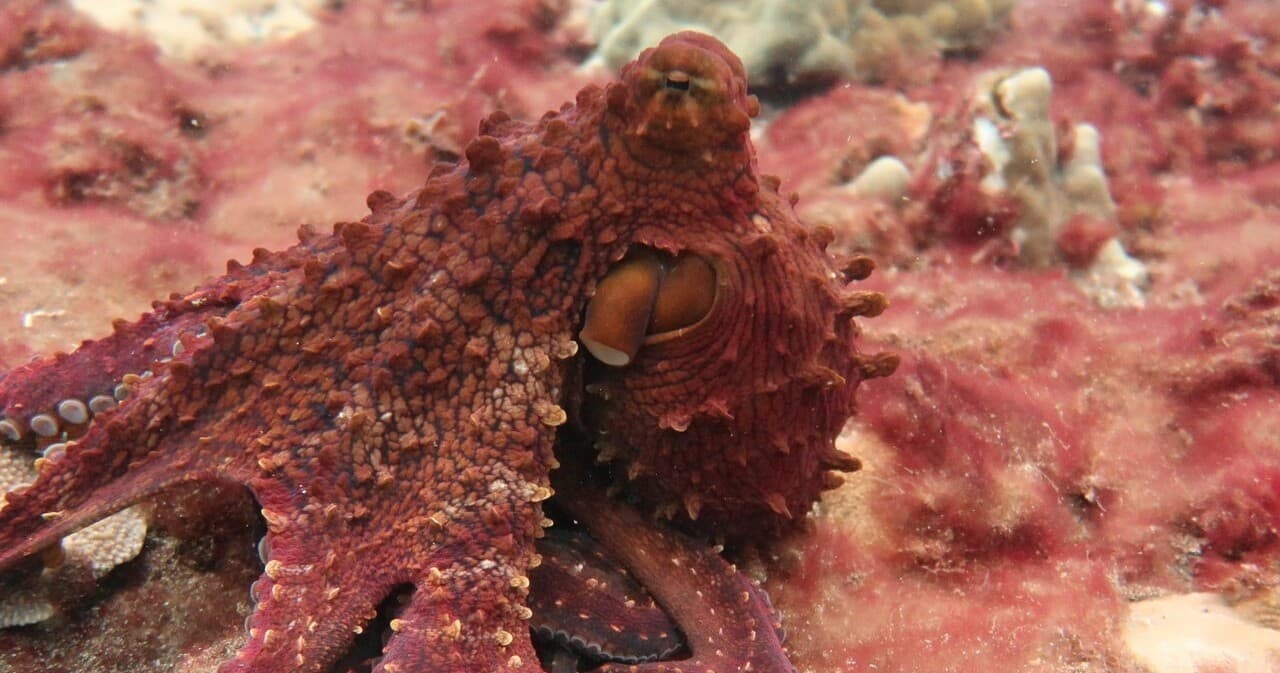 Night Diving Adventure at Koloa Landing – Makana O Kauai