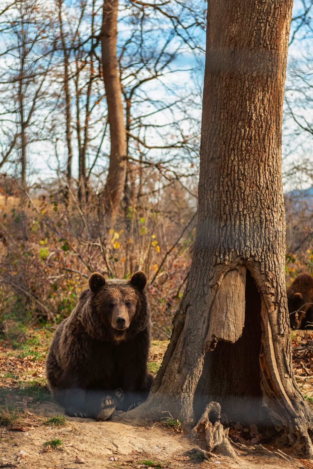 TransProtocol’s Transylvania Day Tour to Bran Castle & Brown Bears