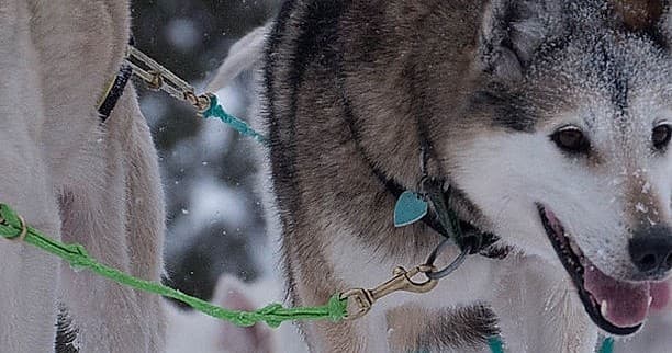 Close-up smiling husky in snow with visible harness