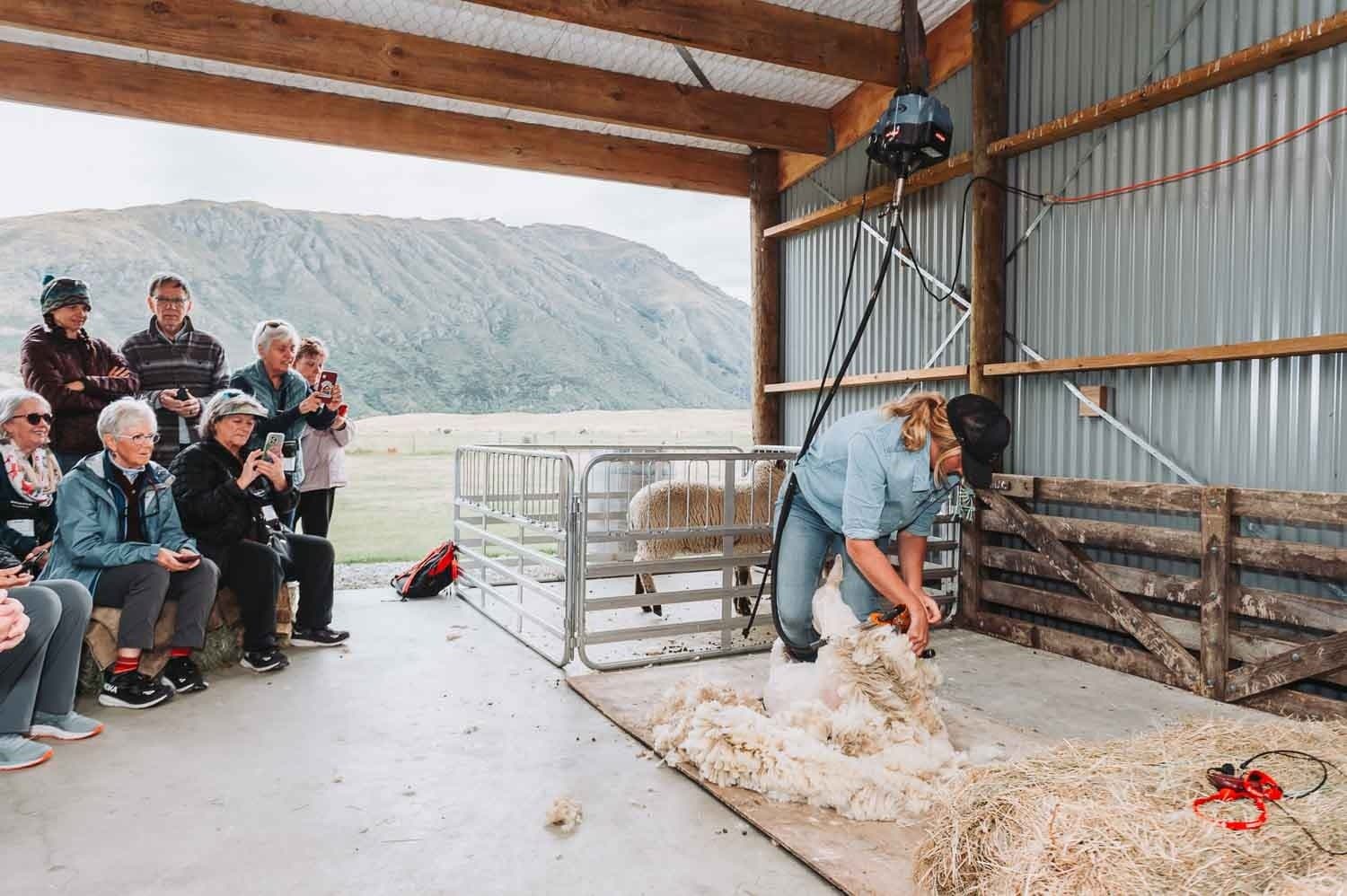 Hands-On Sheep Shearing at Kingston Station: Real New Zealand Farm Experience