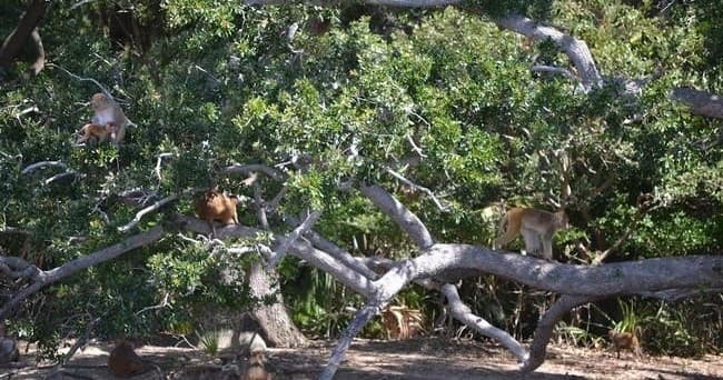 Monkey Safari: A 45-Minute Aerial Tour Over Hilton Head Island’s Historic Coastline