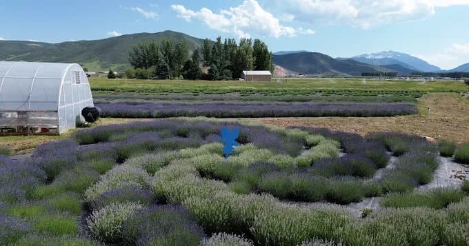 Blue Canyon Farm team