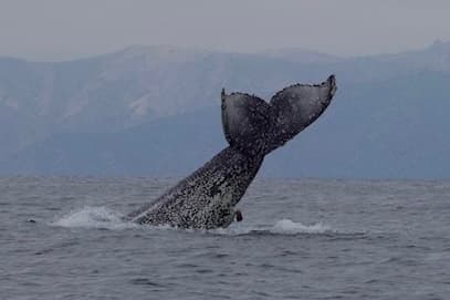 Extended Eco-Expedition Whale Watching in Long Beach