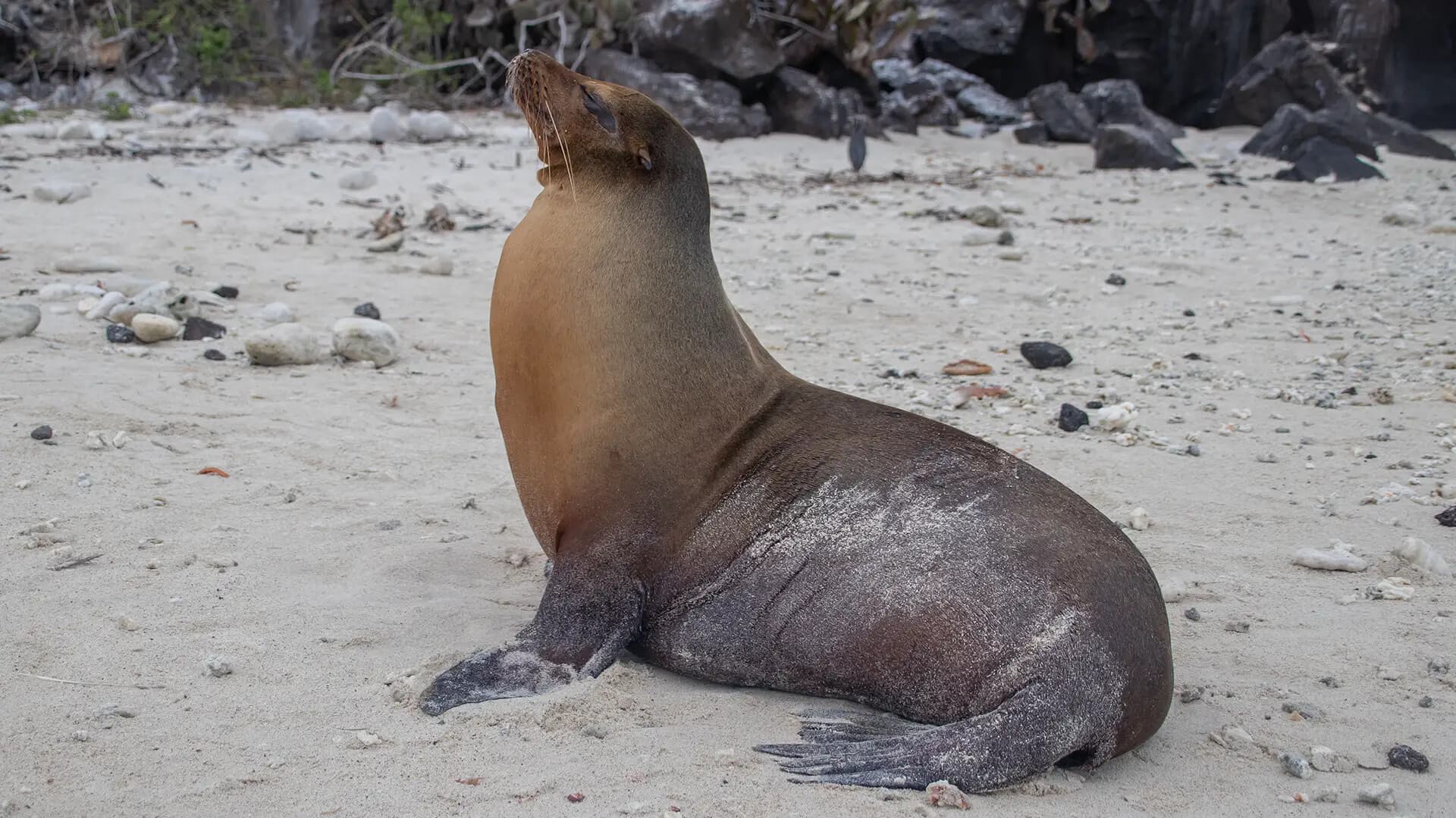 Floreana Island Day Trip on the Galapagos Element Wind: Wildlife, History & Snorkeling