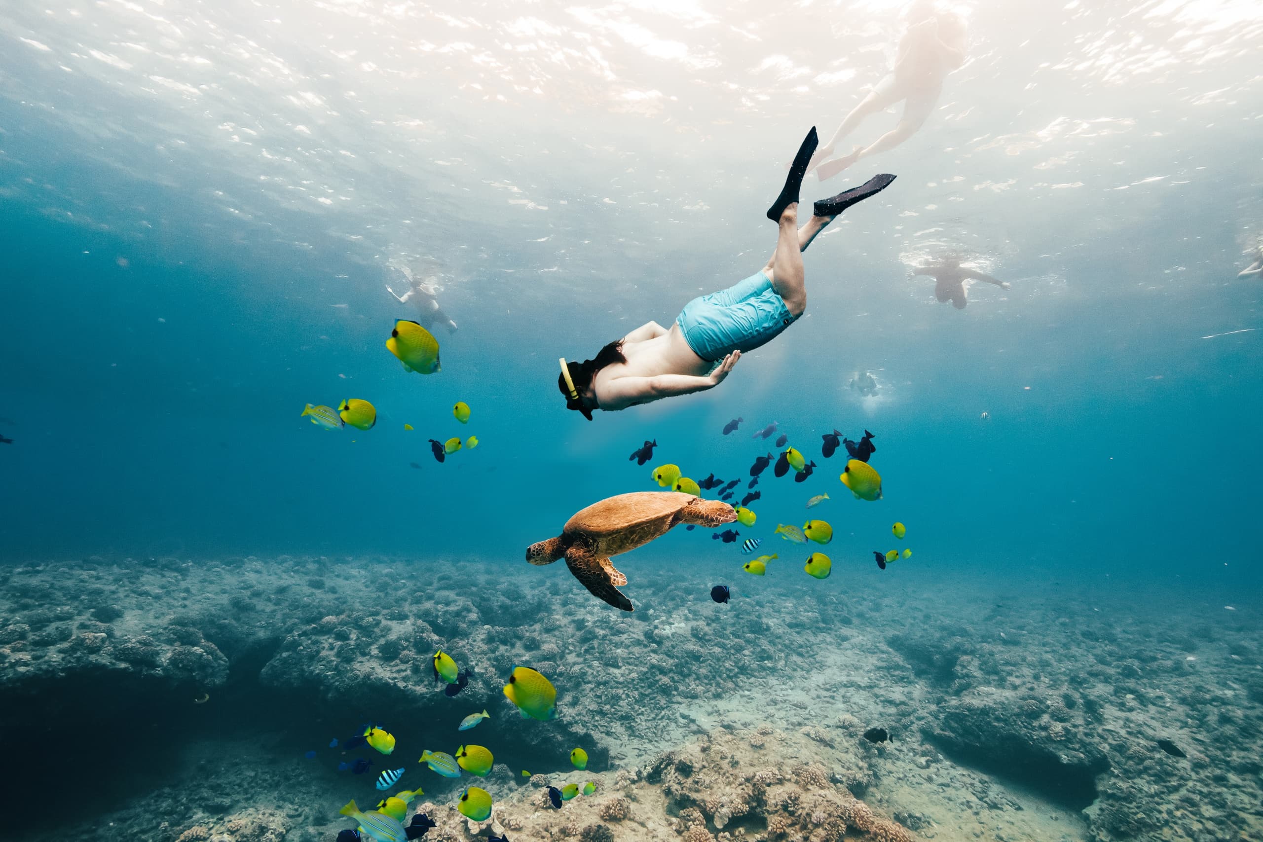 Waikiki Turtle Canyon Snorkel Adventure in Honolulu
