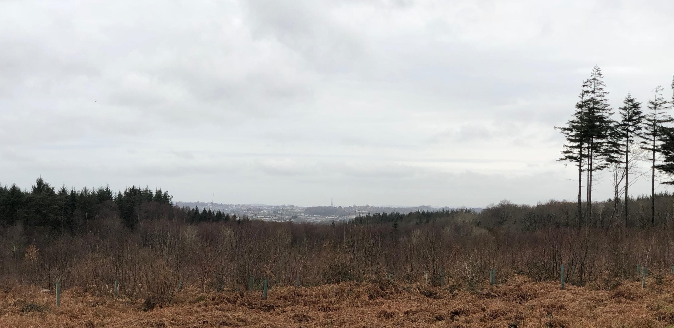 Open heathland and woodland vista near Cann Woods, Devon