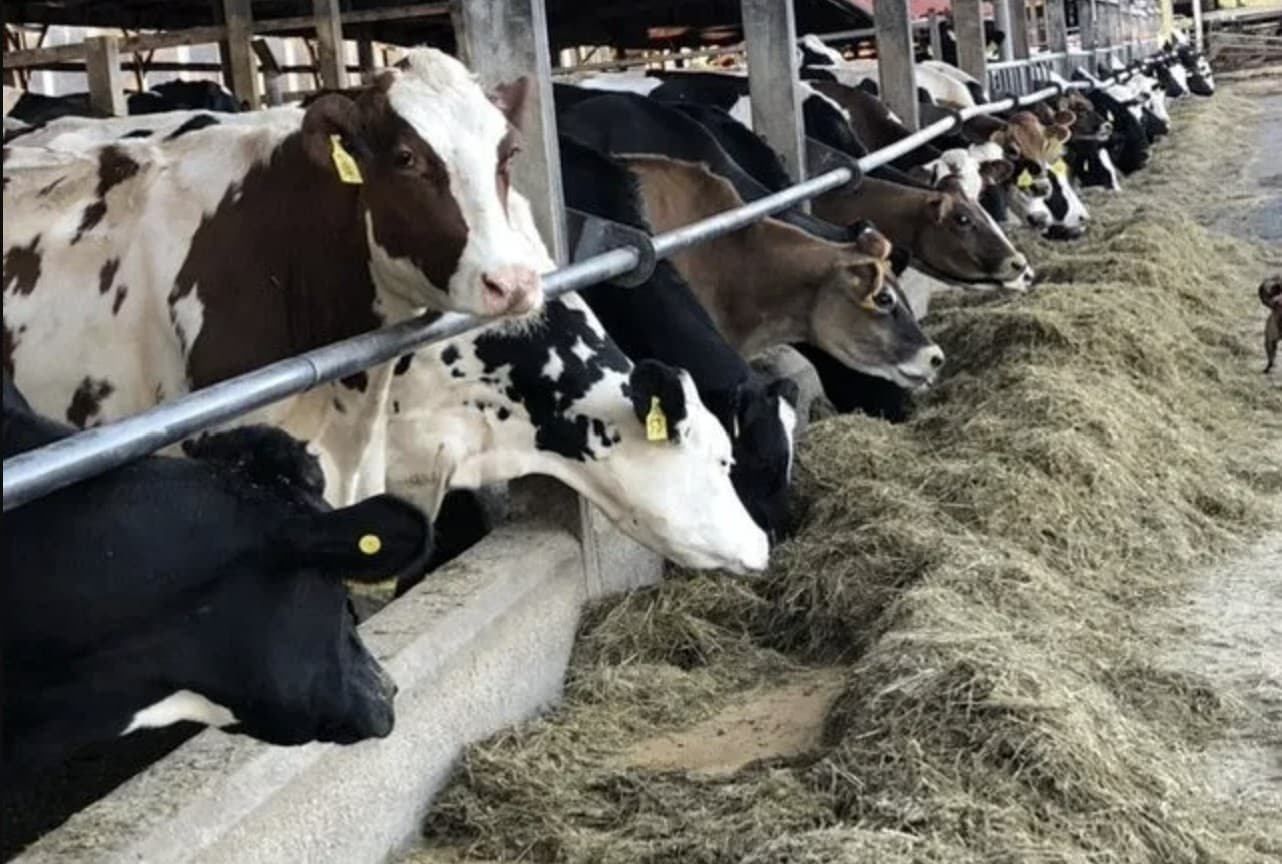 Farm Day from Pittsburgh: Pick Flowers, Milk a Cow & Farm-to-Table Dinner photo 1