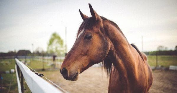 Scenic 1.5-Hour Horseback Ride in Camp Verde, Arizona