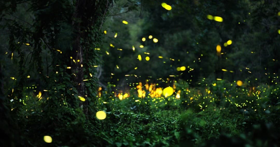 Fireflies glowing in dark Texas woodlands at dusk walk