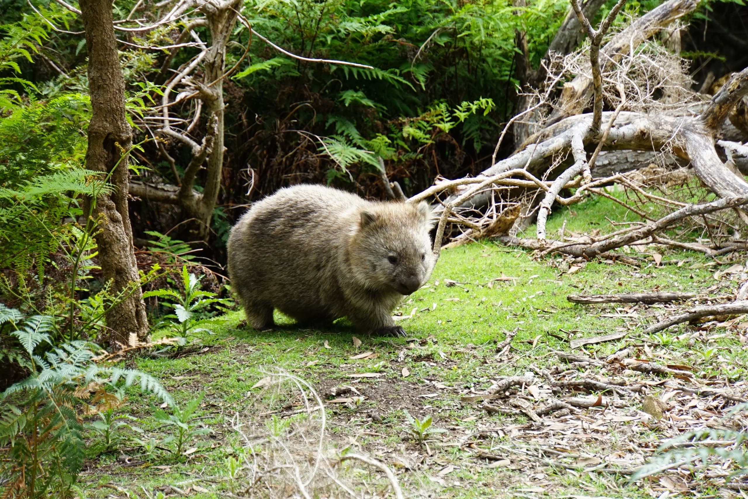 Land Adventures in Tasmania's Wilderness with Premier Travel Tasmania