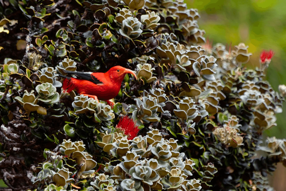 Land-Adventures: Maui Birding Group Tour Offers Unique Wildlife Encounters