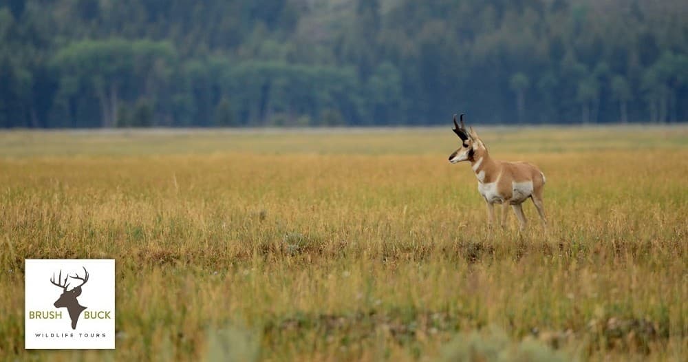 Wildlife Viewing & Sunset Adventure with BrushBuck Wildlife Tours Inc. in Grand Teton