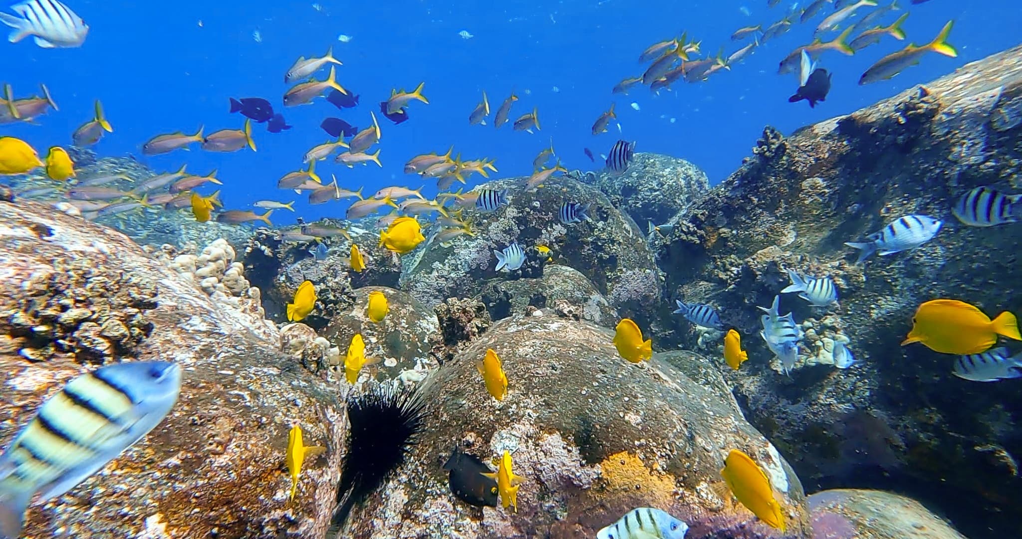 Kona Snorkeling at Pawai Bay: Hidden Ocean Adventure