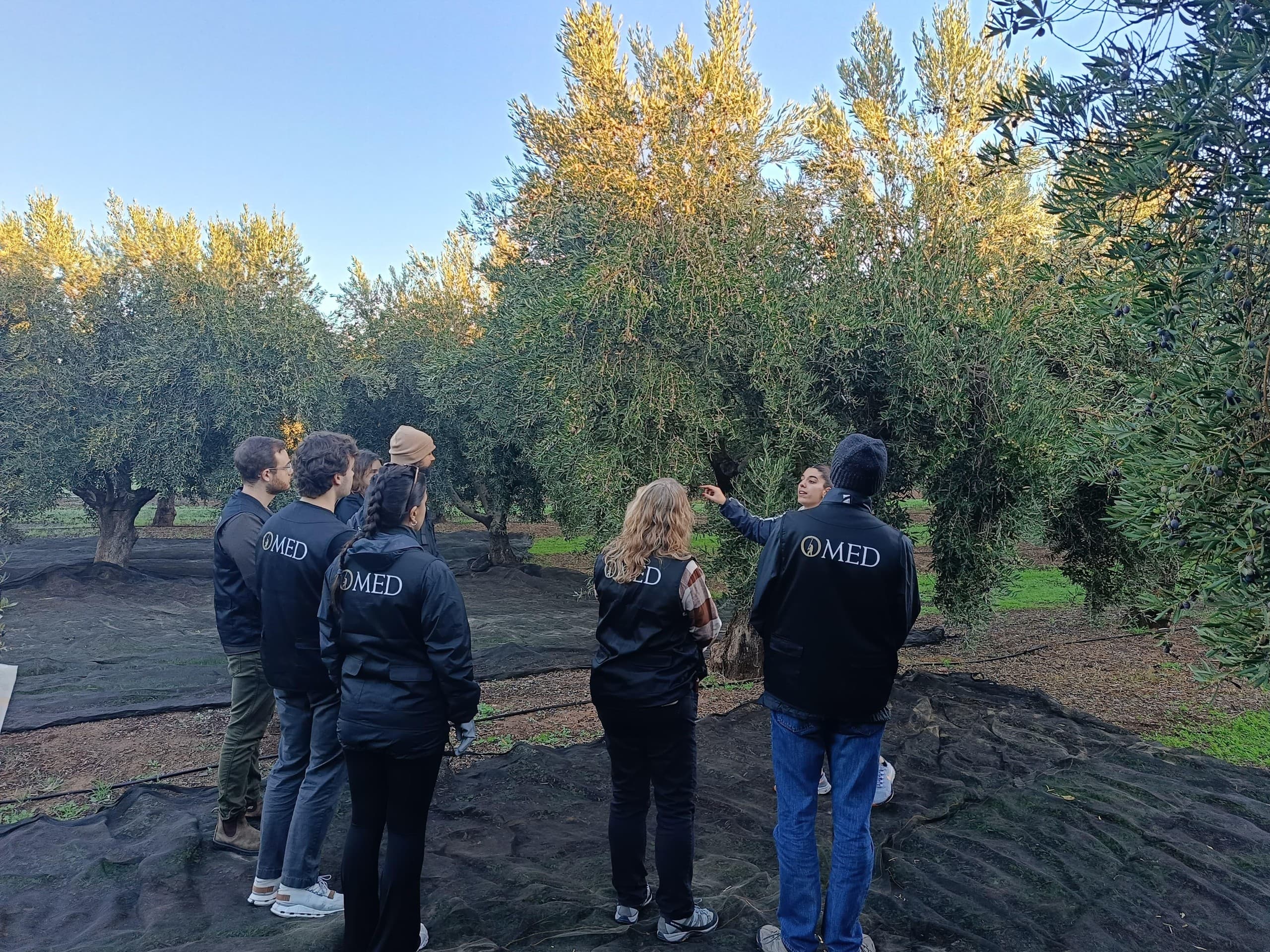 Guided Olive Grove Walk, Mill Tour & AOVE Tasting Near Granada photo 1