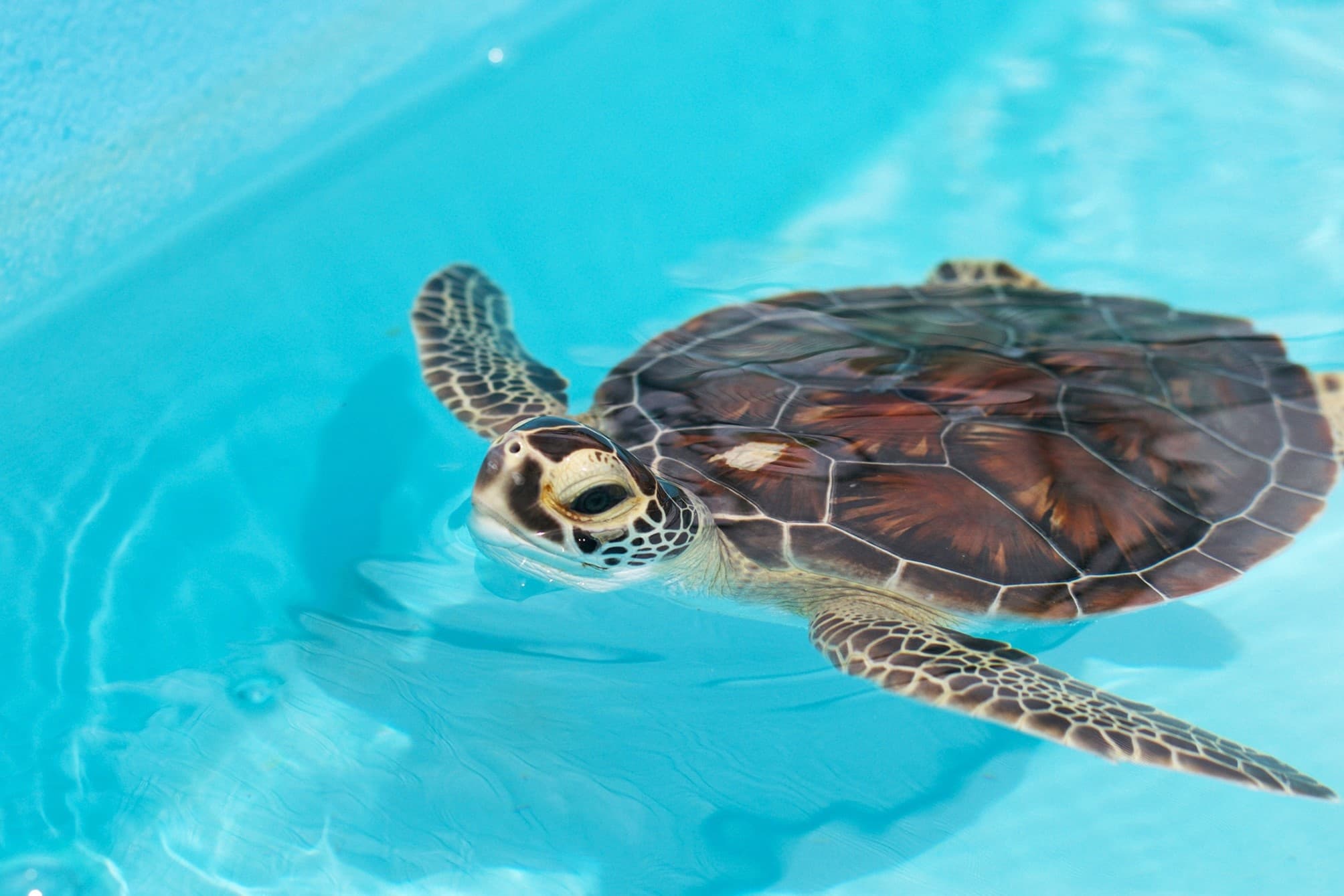 Nighttime Turtle Tours at Loggerhead Marinelife Center in West Palm Beach