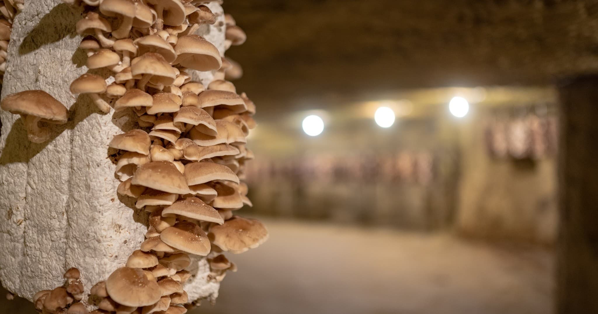 Mushroom Museum Adventures with Groupe Troglonature in Saumur