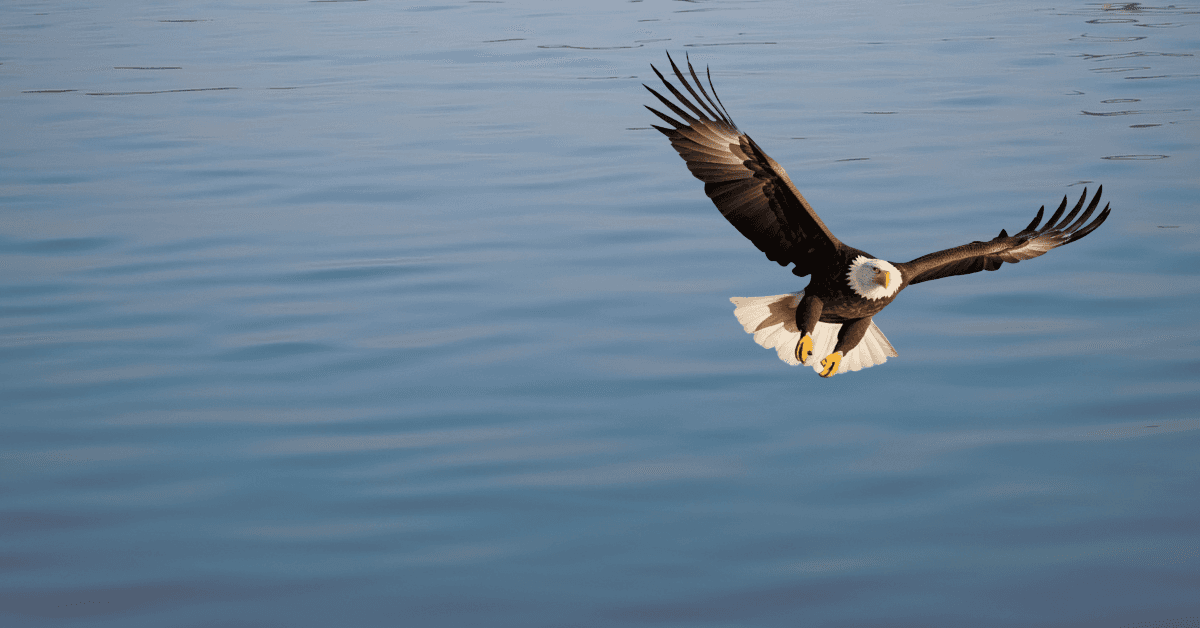 Glide & Frame: Seneca River and Onondaga Lake Wildlife Photo Tour