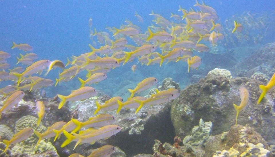 School of yellow reef fish over coral in shallow tropical reef