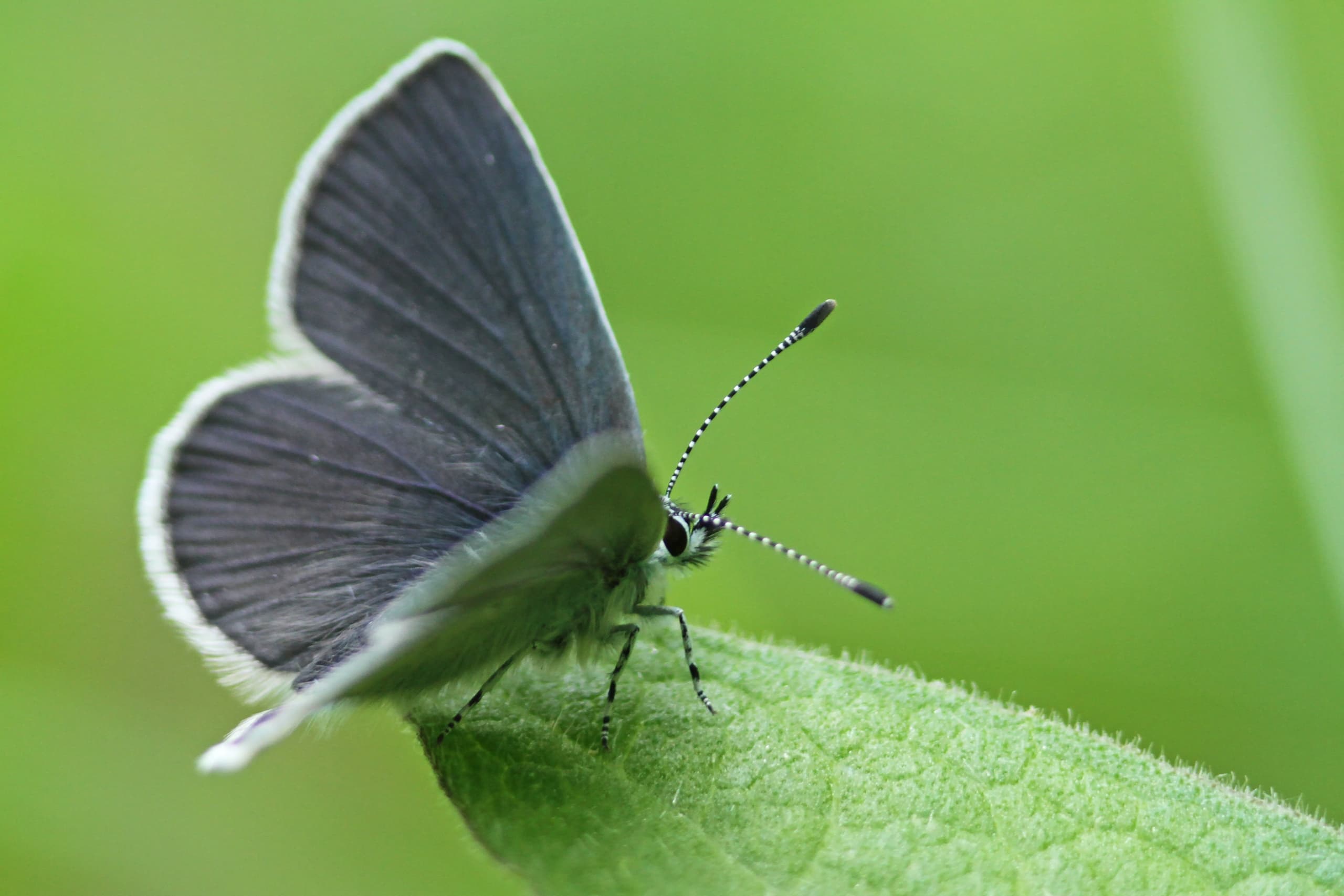 Butterflies of the Blues: Evening Walk on the Mendip Hills