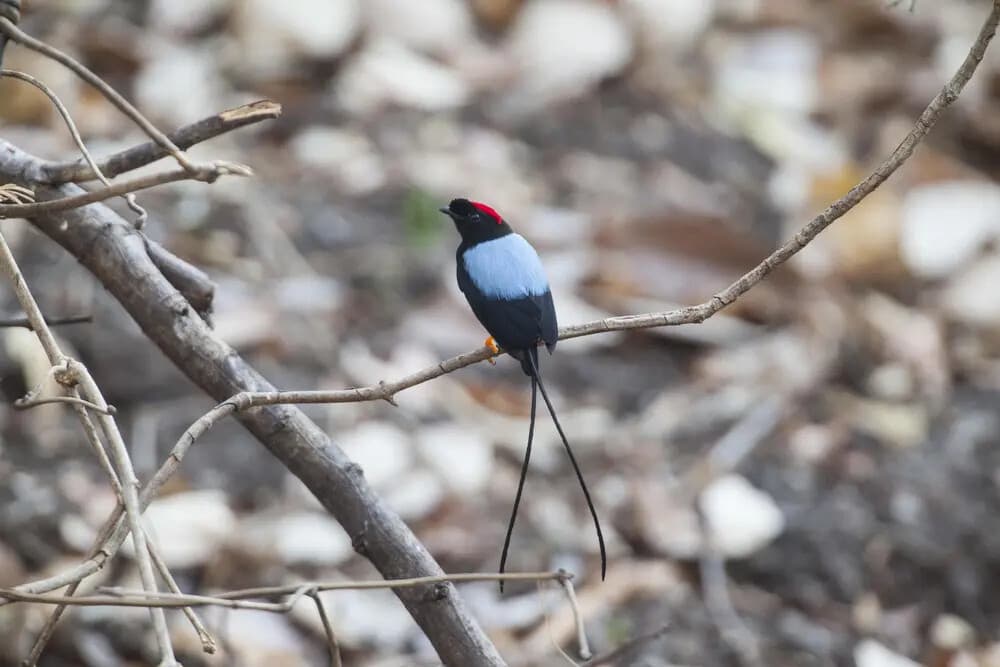 Rincón de la Vieja Birding: Full-Day Private Tour to Spot Spectacled Owls and Curassows
