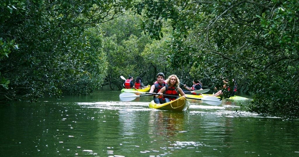 Waterfall Kayak Adventure with Bay of Islands Night Kayaking