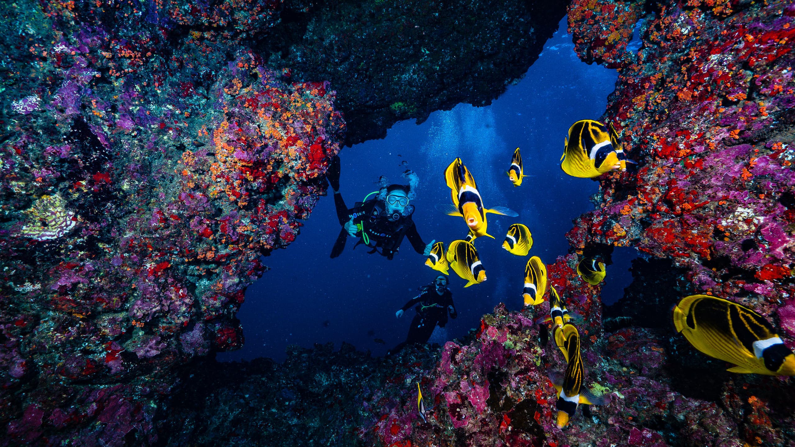 Colorful reef fish swimming through coral overhang, tropical Maui