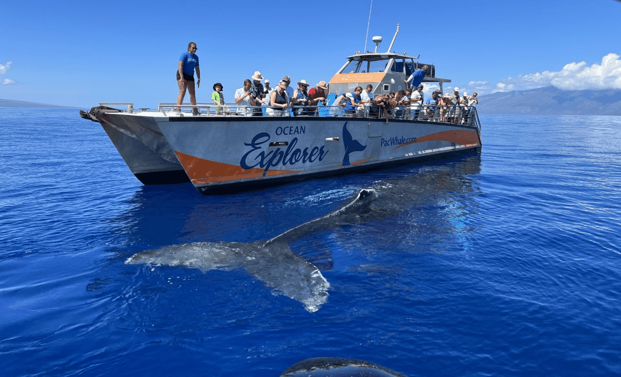 Small Group Whalewatch Adventure in Ma'alaea, Maui