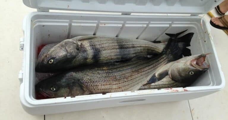 Evening Fluke Charter in Belmar: Sunset Drift Fishing for Summer Flounder