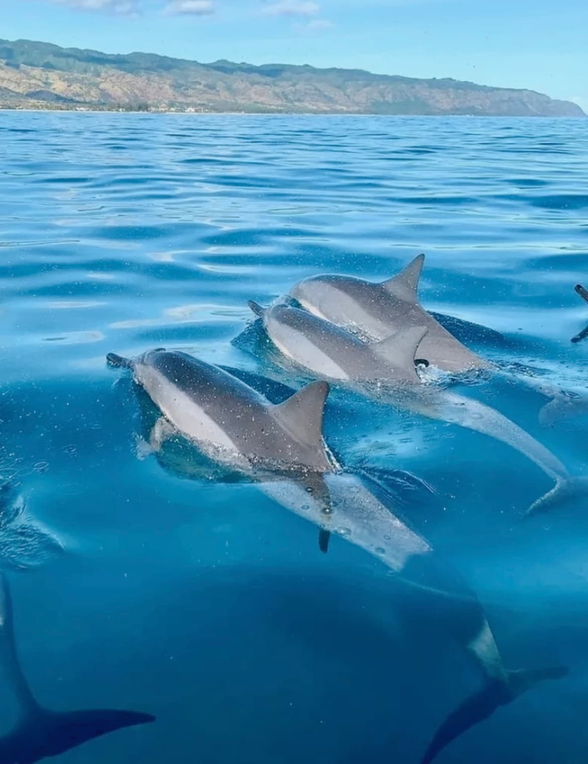 Spinner dolphins swimming near surface off Maui coast in clear water