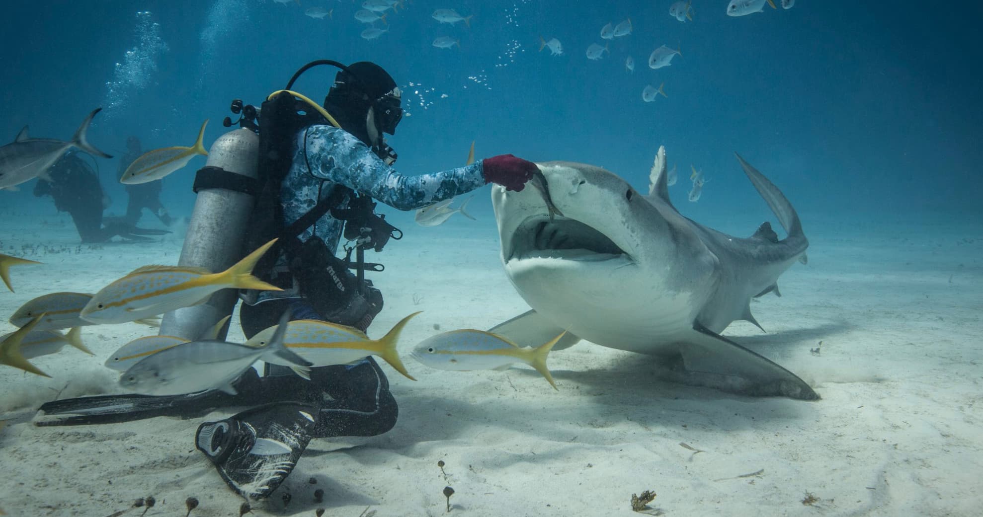 Diver interacting with reef shark on sandy bottom with fish
