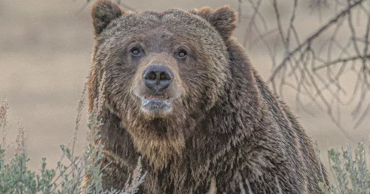 Private VIP Yellowstone Full-Day Wildlife Adventure Tour with Lunch | Private in Farmington, Montana
