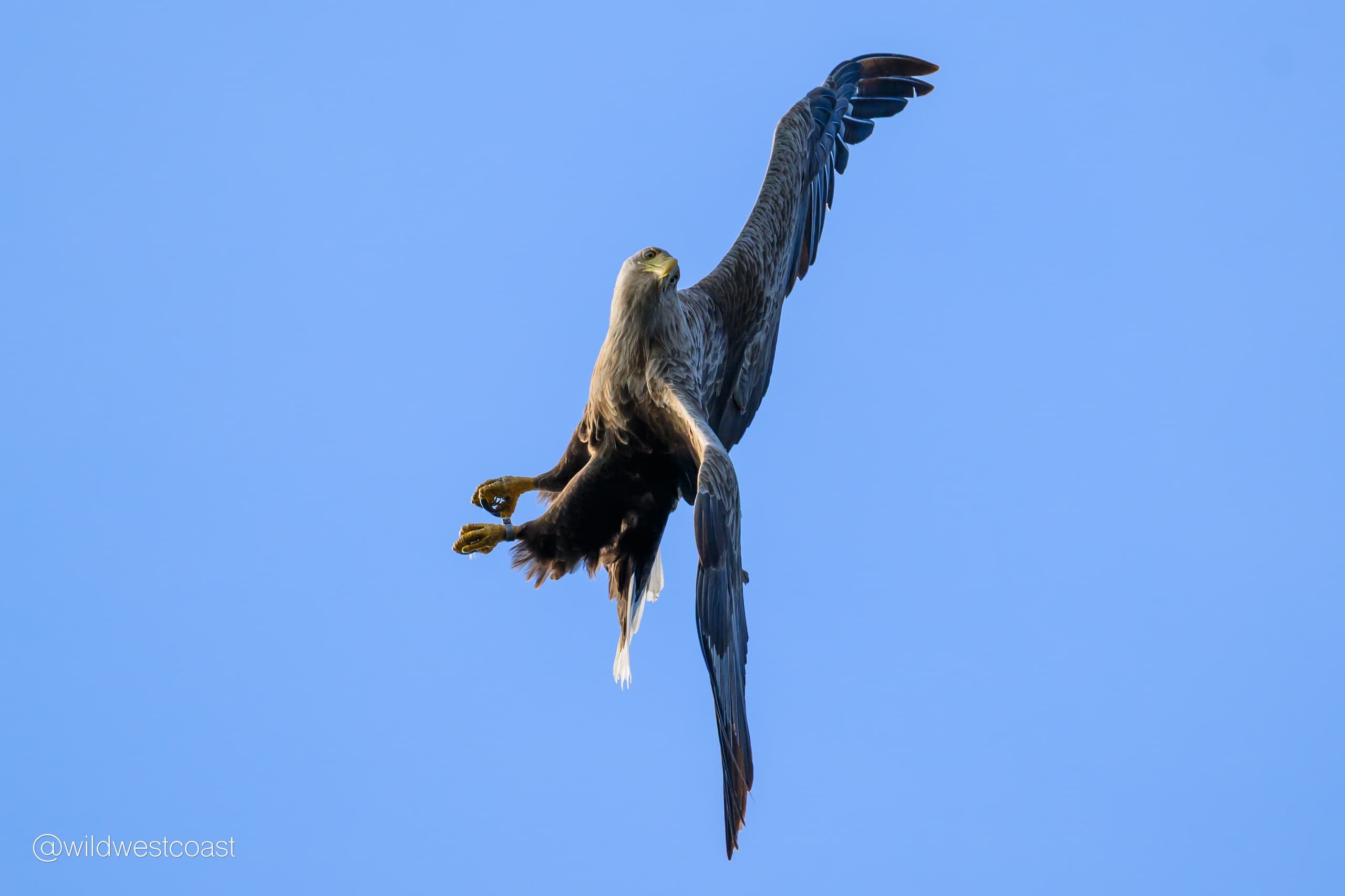 Soaring raptor over clear coastal sky during flight
