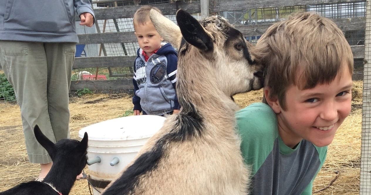 Child interacting with friendly goat during farm animal visit