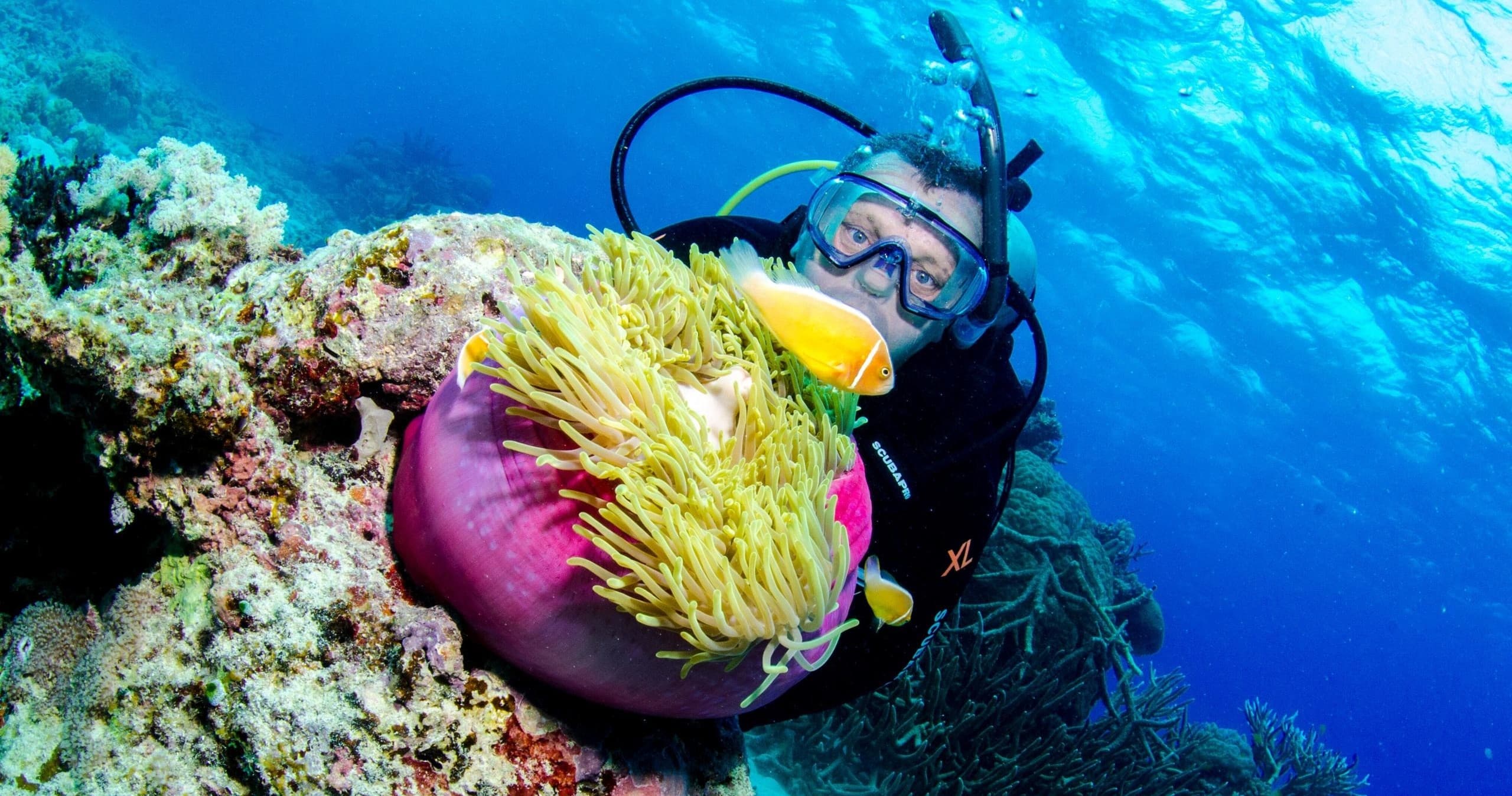 Scuba diver inspecting sea anemone on vibrant coral reef