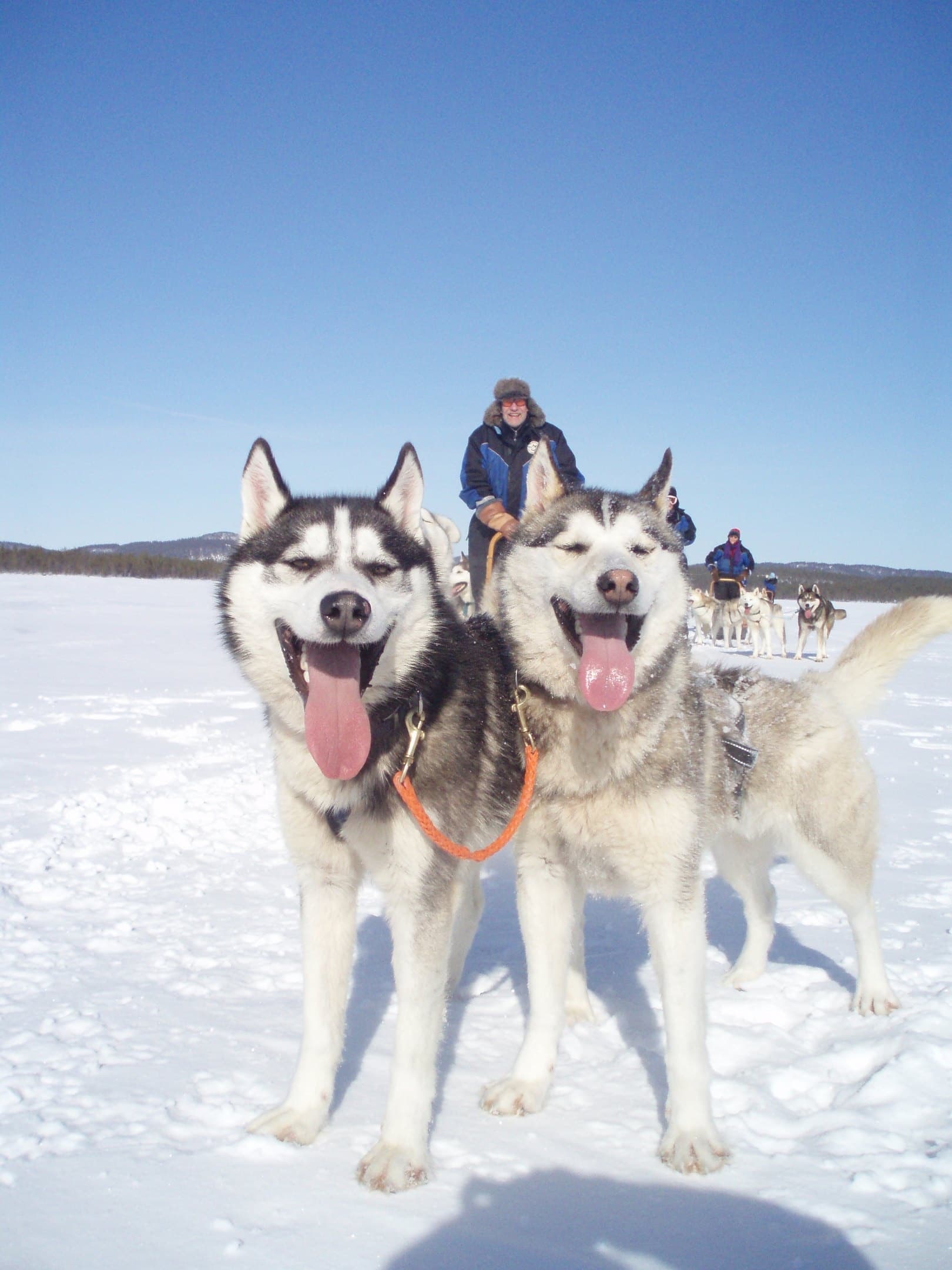 Husky Safari Adventure with Kakslauttanen in Saariselkä