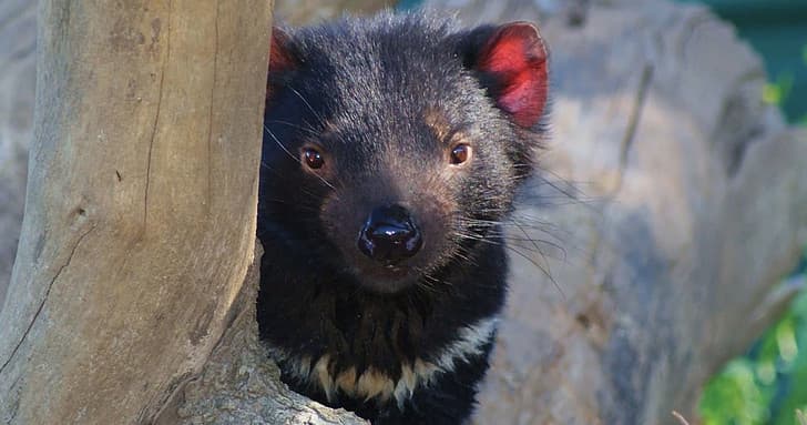 Wildlife & Caves Adventure with Discover Tasmania Tours
