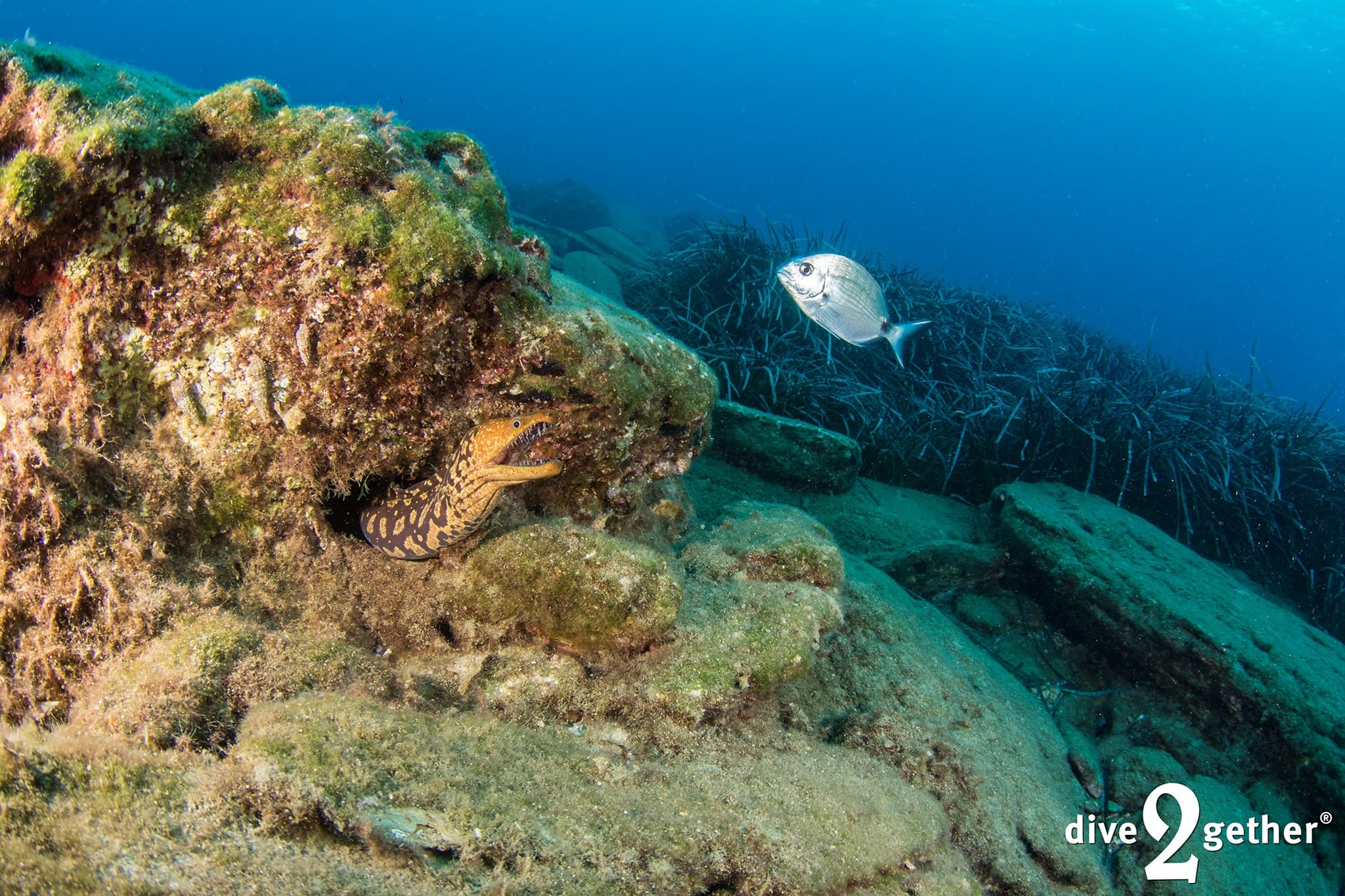 Crete Shore Dives Near Plakias: Two Guided Shore Dives with Dive2gether Crete photo 3